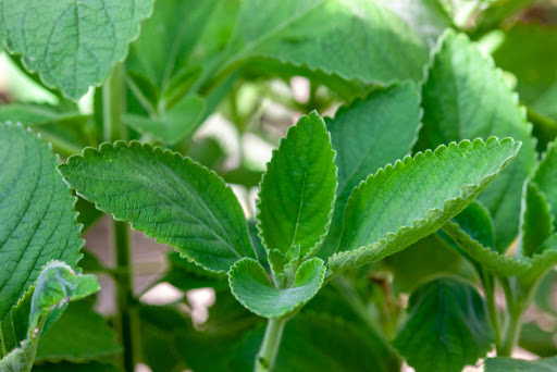 Uso de plantas medicinais e fitoterápicos requer cuidados RW Cast