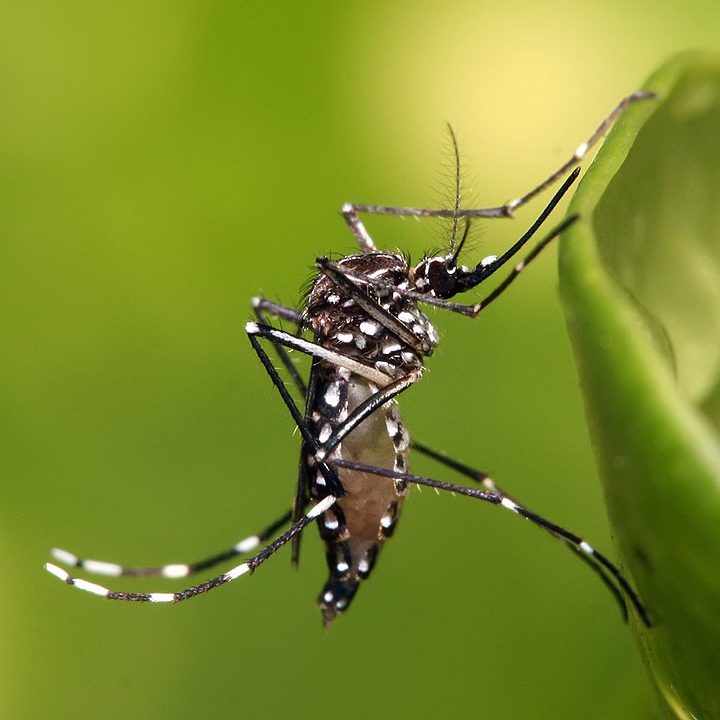 Dengue matou 585 neste ano e é mais que o dobro de óbitos de 2021